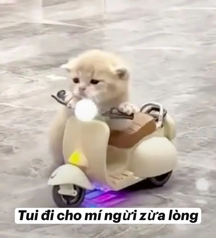 Meme Chúc Ngủ Ngon Hài: Lời Chúc Ngọt Ngào Trên Các Hình Ảnh 56