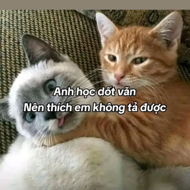 Meme Chúc Ngủ Ngon Hài: Lời Chúc Ngọt Ngào Trên Các Hình Ảnh 80