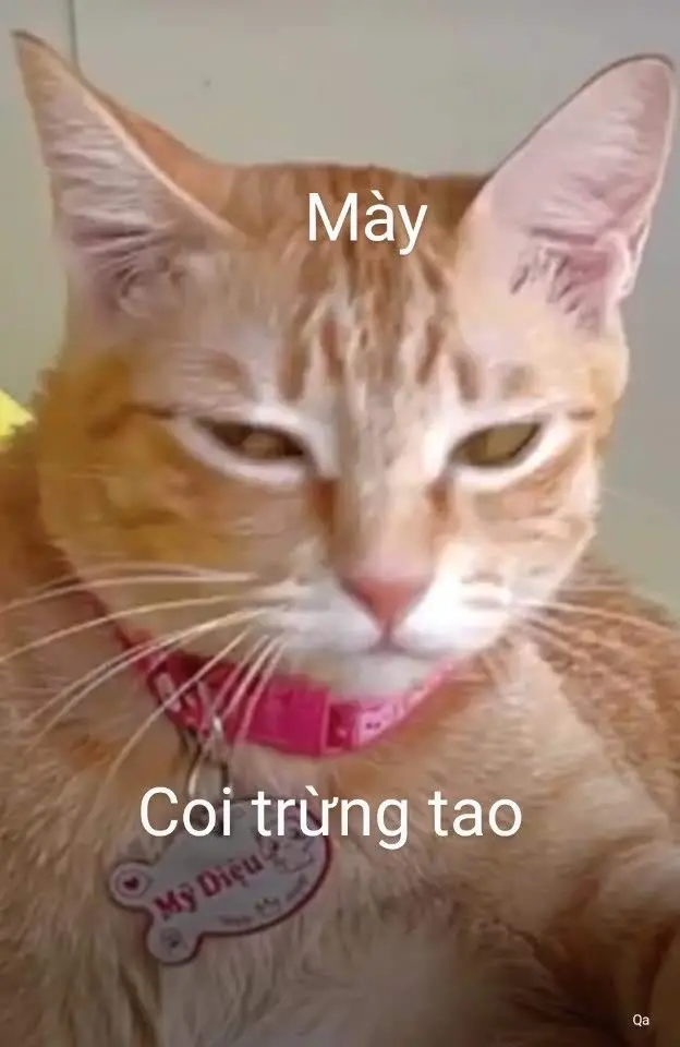 Những Khoảnh Khắc Đáng Yêu Với Meme Mèo Cười Nhe Răng 13