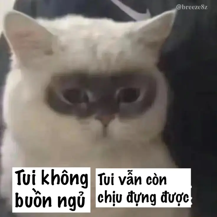 Những Khoảnh Khắc Đáng Yêu Với Meme Mèo Cười Nhe Răng 14