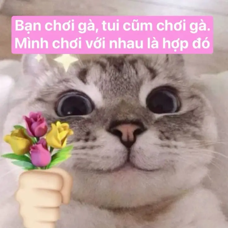 Những Khoảnh Khắc Đáng Yêu Với Meme Mèo Cười Nhe Răng 26