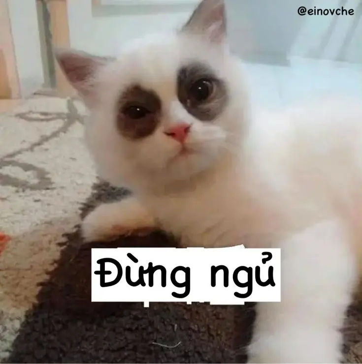 Những Khoảnh Khắc Đáng Yêu Với Meme Mèo Cười Nhe Răng 29