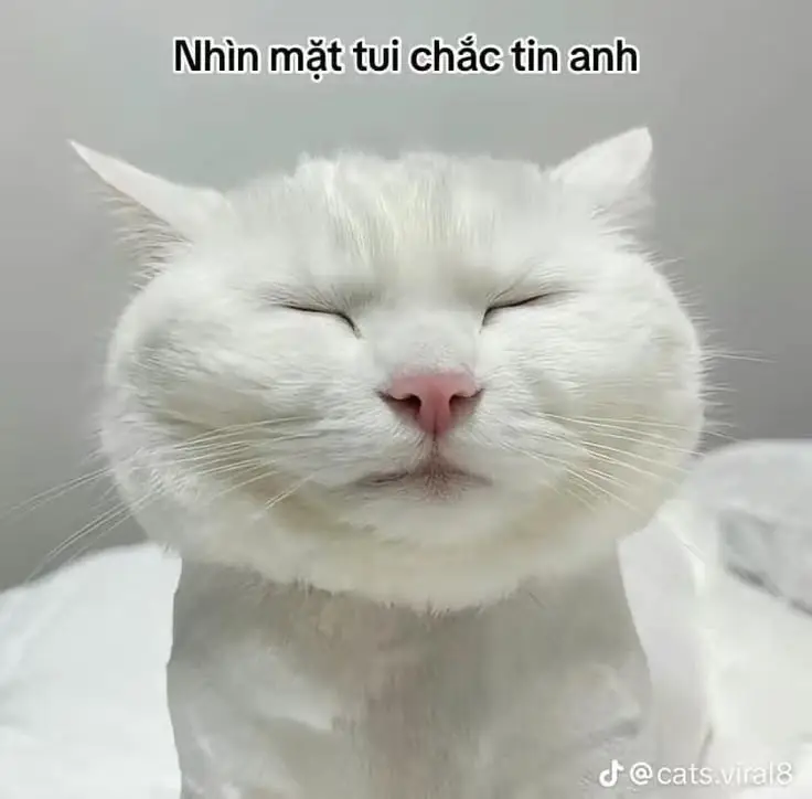 Những Khoảnh Khắc Đáng Yêu Với Meme Mèo Cười Nhe Răng 38