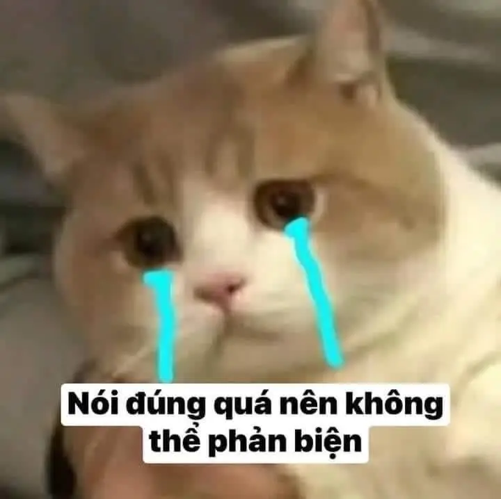 Những Khoảnh Khắc Đáng Yêu Với Meme Mèo Cười Nhe Răng 50