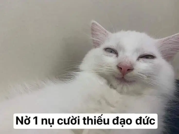 Những Khoảnh Khắc Đáng Yêu Với Meme Mèo Cười Nhe Răng 52