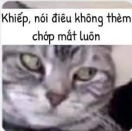 Những Khoảnh Khắc Đáng Yêu Với Meme Mèo Cười Nhe Răng 60