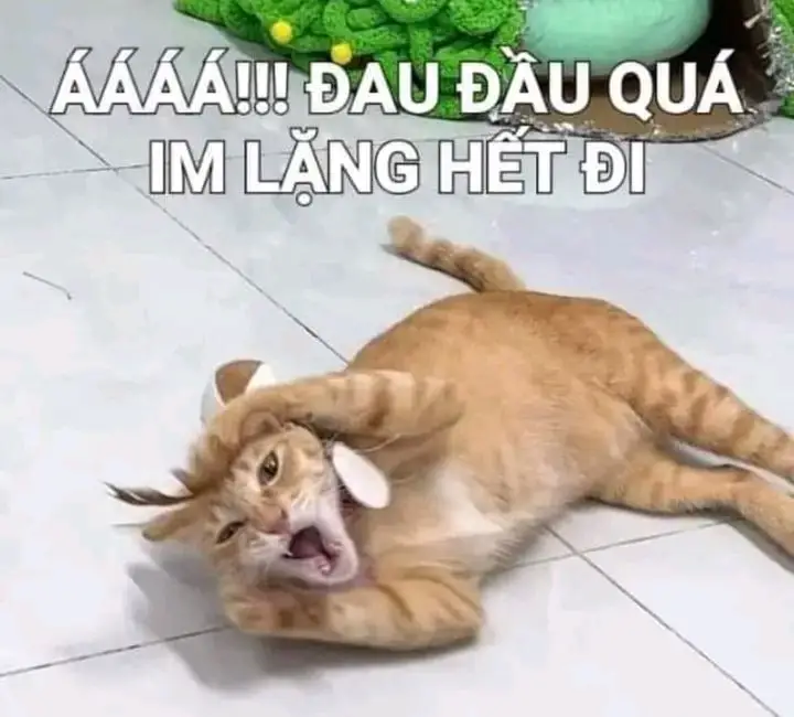 Những Khoảnh Khắc Đáng Yêu Với Meme Mèo Cười Nhe Răng 66