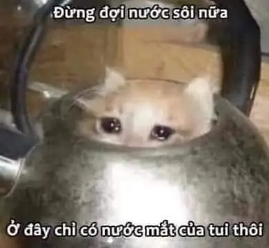 Những Khoảnh Khắc Đáng Yêu Với Meme Mèo Cười Nhe Răng 71