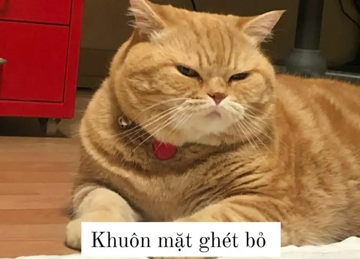 Những Khoảnh Khắc Đáng Yêu Với Meme Mèo Cười Nhe Răng 73