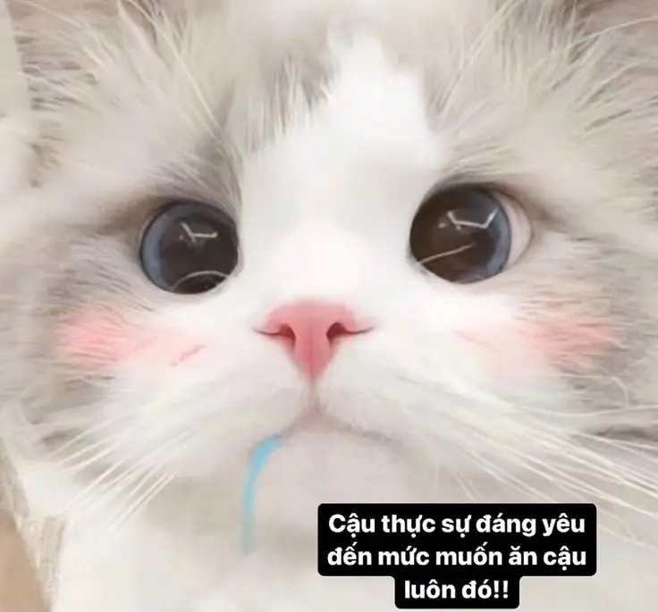 Những Khoảnh Khắc Đáng Yêu Với Meme Mèo Cười Nhe Răng 78