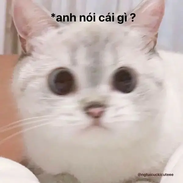 Những Khoảnh Khắc Đáng Yêu Với Meme Mèo Cười Nhe Răng 81