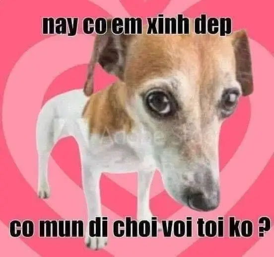 Seen Không Rep Tin Nhắn Meme: Những Hình Ảnh Gây Cười Về Tin Nhắn 42