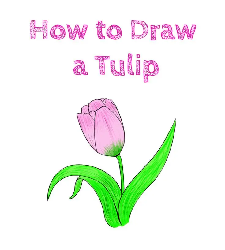 Vẽ Hoa Tulip Đơn Giản: Nghệ Thuật Vẽ Dễ Dàng Cho Người Mới Bắt Đầu 6