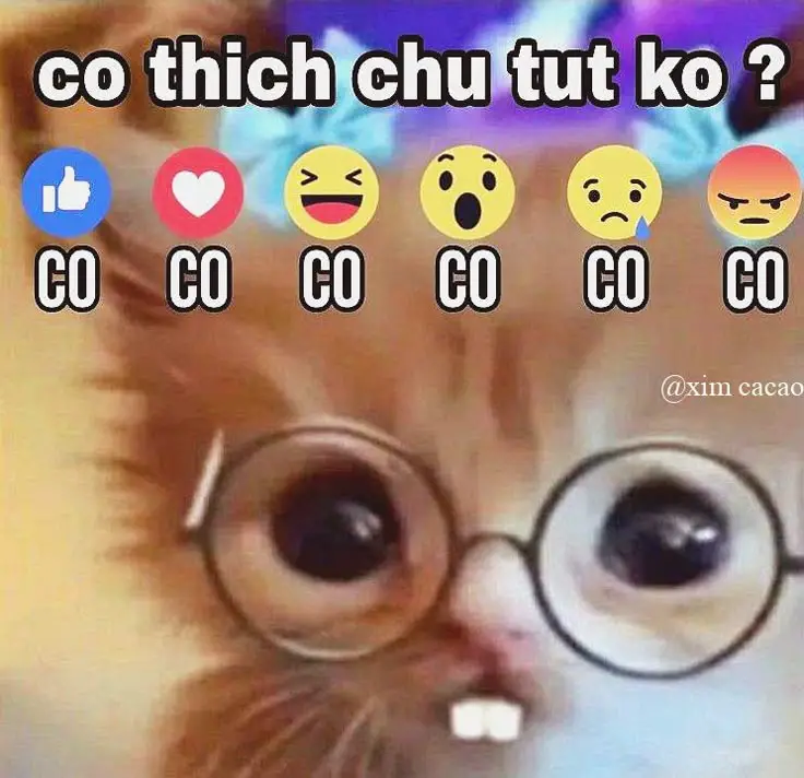 Bộ Sưu Tập Hình Ảnh Xinh Đẹp Tuyệt Vời Meme 21