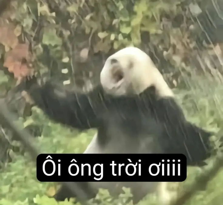 Bộ Sưu Tập Hình Ảnh Xinh Đẹp Tuyệt Vời Meme 32