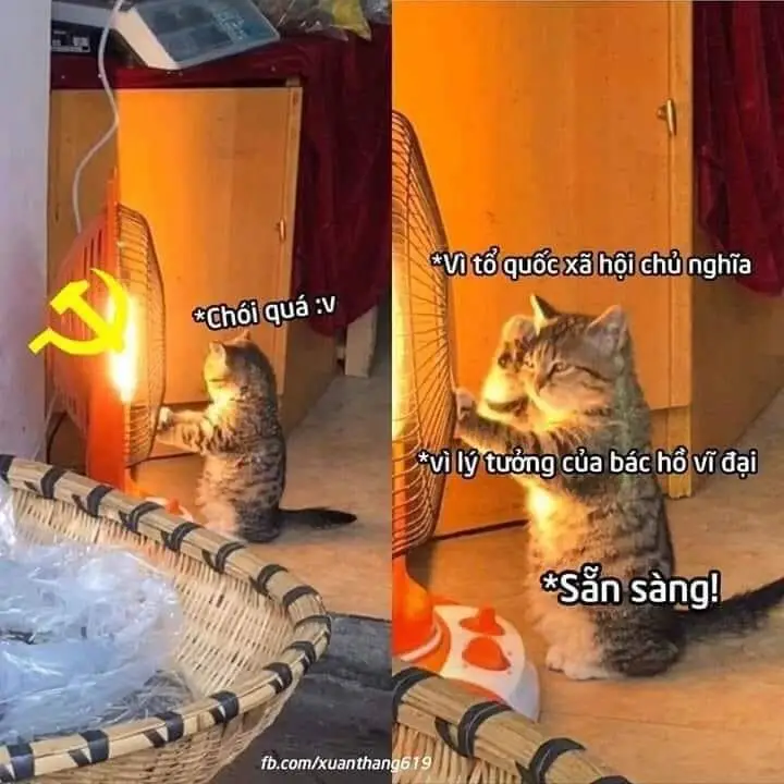 Ánh sáng của đảng meme: Hài hước và châm biếm 66