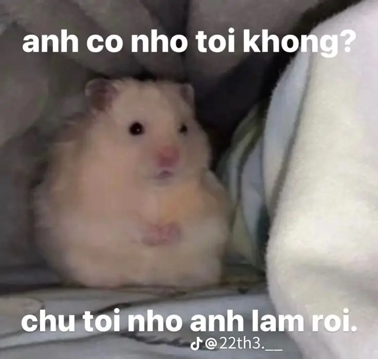 Hai Chữ Trong Sạch Meme: Những Hình Ảnh Ấn Tượng Nhất 46