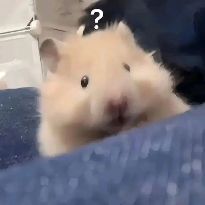 Hài hước meme chuột hamster: Những hình ảnh đáng yêu và thú vị