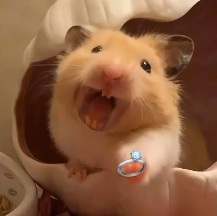 Hài hước meme chuột hamster: Những hình ảnh đáng yêu và thú vị 3