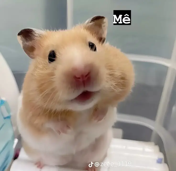 Hài hước meme chuột hamster: Những hình ảnh đáng yêu và thú vị 4