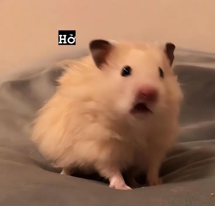 Hài hước meme chuột hamster: Những hình ảnh đáng yêu và thú vị 5