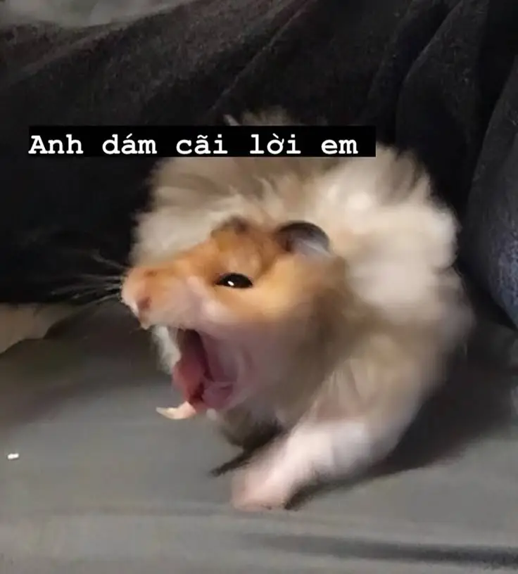 Hài hước meme chuột hamster: Những hình ảnh đáng yêu và thú vị 6