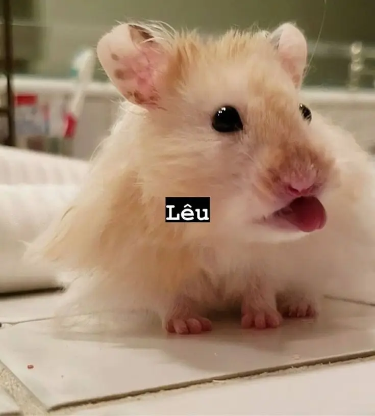 Hài hước meme chuột hamster: Những hình ảnh đáng yêu và thú vị 7