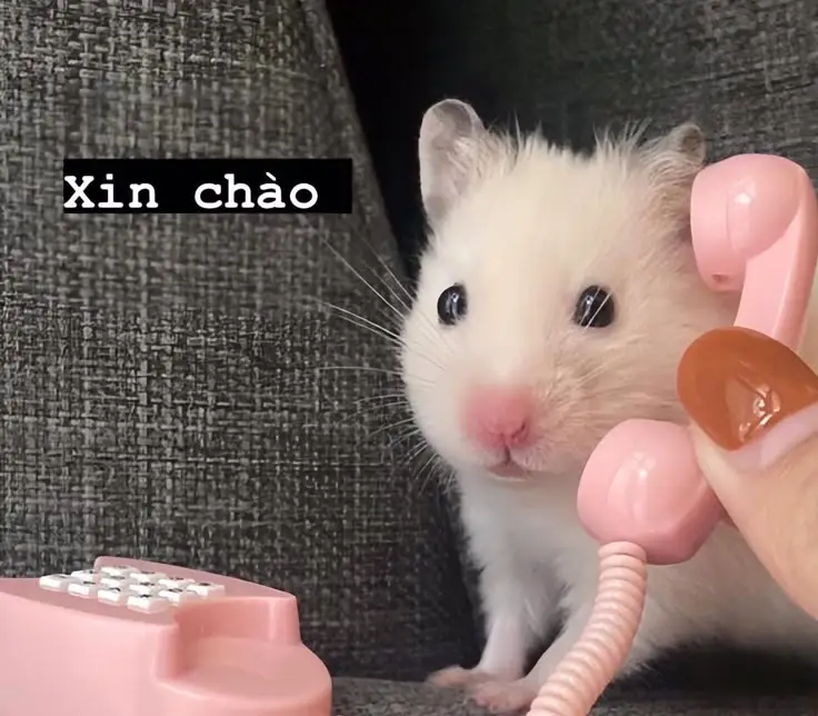 Hài hước meme chuột hamster: Những hình ảnh đáng yêu và thú vị 9