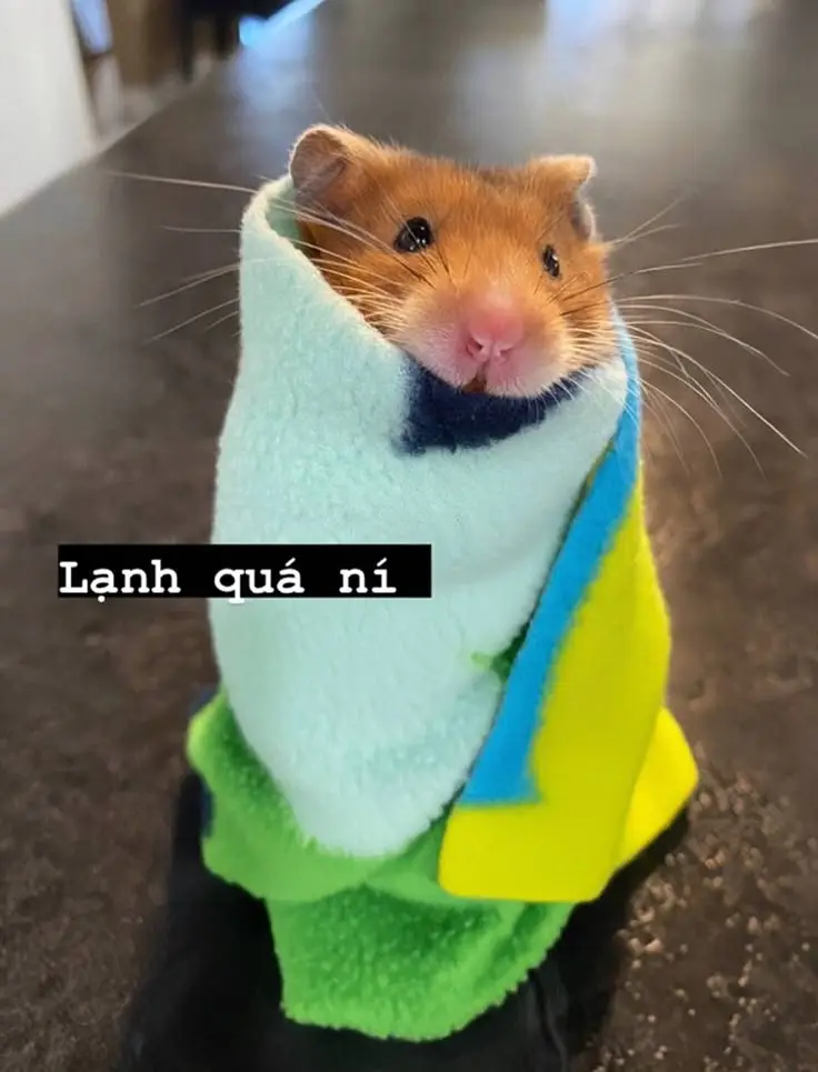 Hài hước meme chuột hamster: Những hình ảnh đáng yêu và thú vị 10