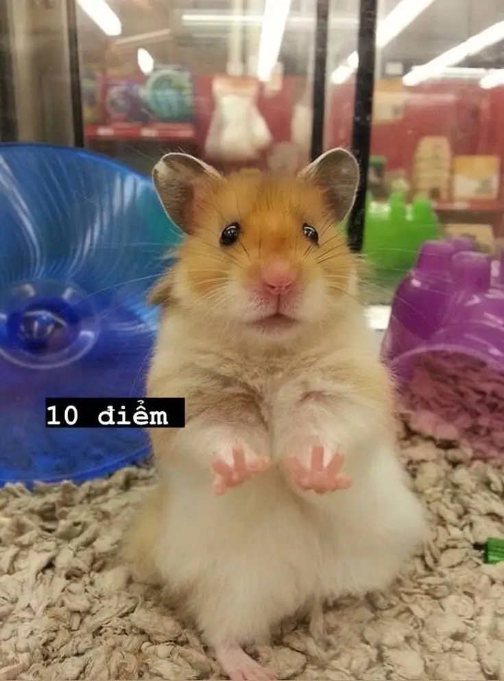 Hài hước meme chuột hamster: Những hình ảnh đáng yêu và thú vị 12