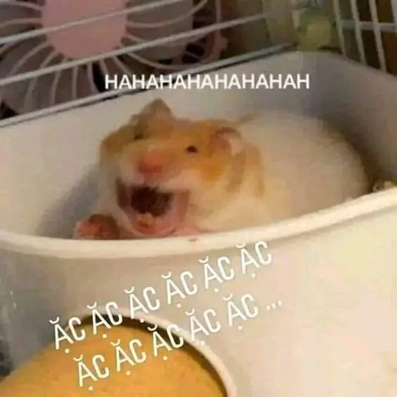 Hài hước meme chuột hamster: Những hình ảnh đáng yêu và thú vị 13