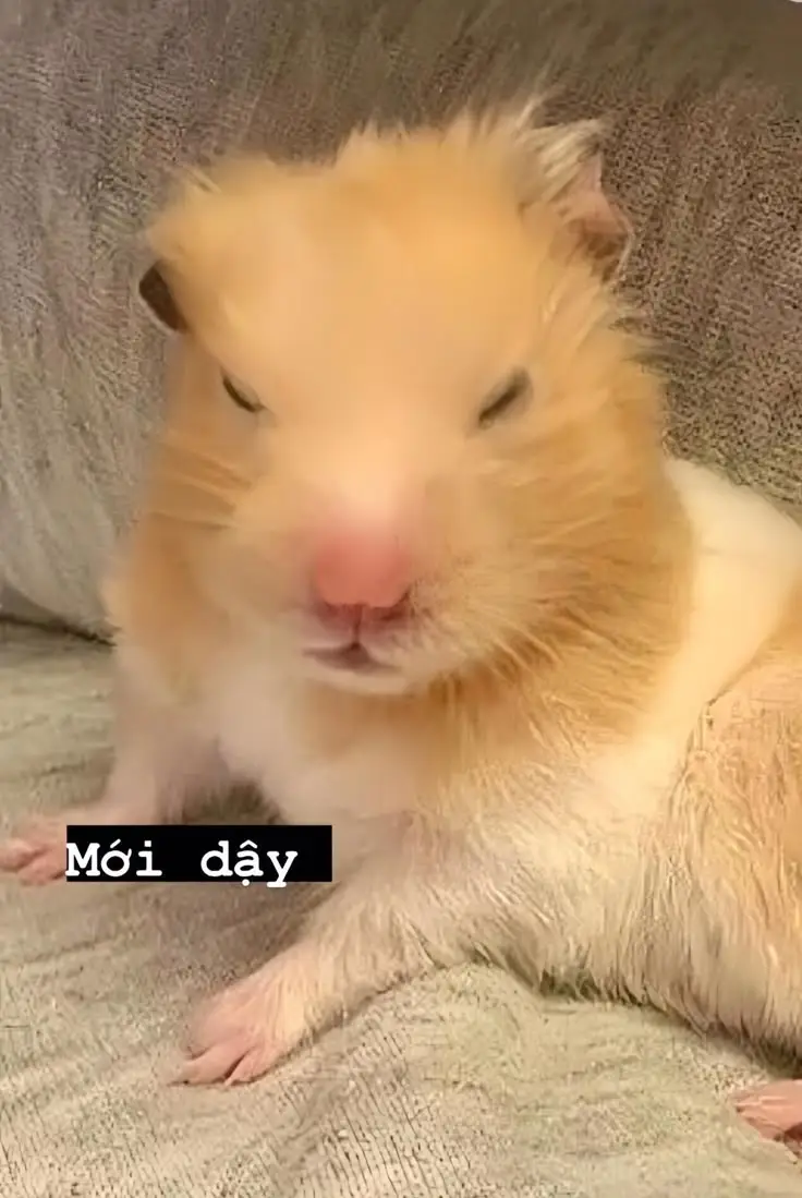 Hài hước meme chuột hamster: Những hình ảnh đáng yêu và thú vị 15