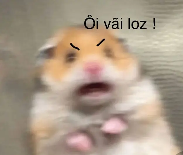 Hài hước meme chuột hamster: Những hình ảnh đáng yêu và thú vị 16