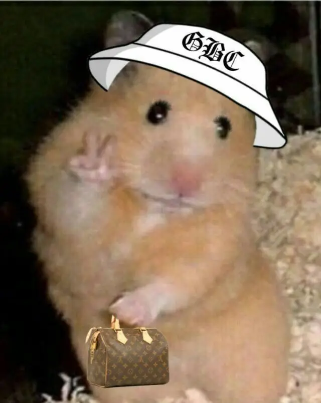 Hài hước meme chuột hamster: Những hình ảnh đáng yêu và thú vị 17