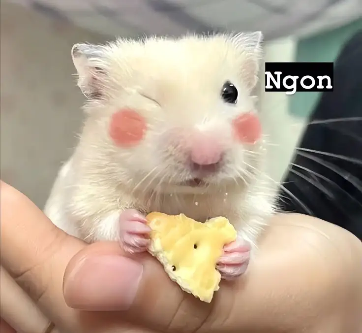 Hài hước meme chuột hamster: Những hình ảnh đáng yêu và thú vị 19