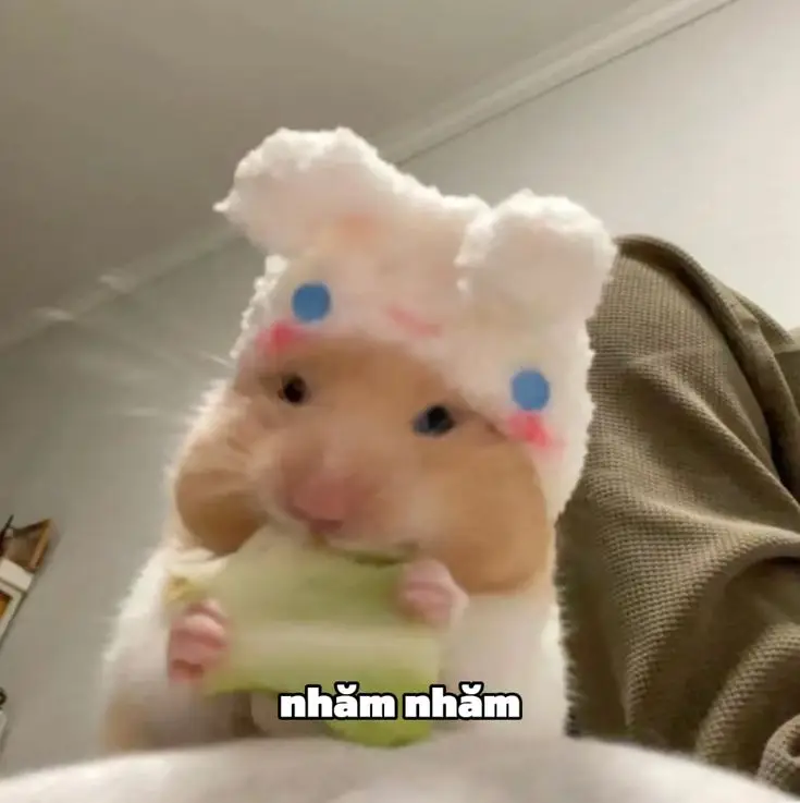 Hài hước meme chuột hamster: Những hình ảnh đáng yêu và thú vị 23