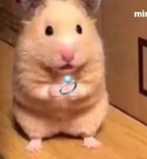 Hài hước meme chuột hamster: Những hình ảnh đáng yêu và thú vị 24