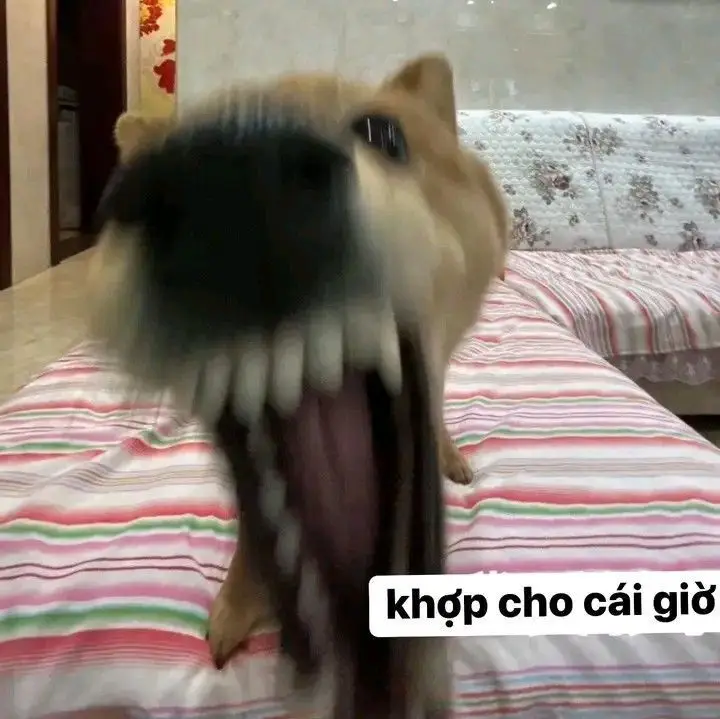 Hài hước meme chuột hamster: Những hình ảnh đáng yêu và thú vị 25