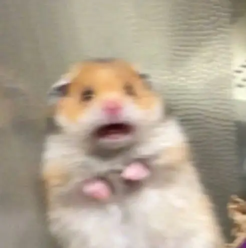 Hài hước meme chuột hamster: Những hình ảnh đáng yêu và thú vị 28