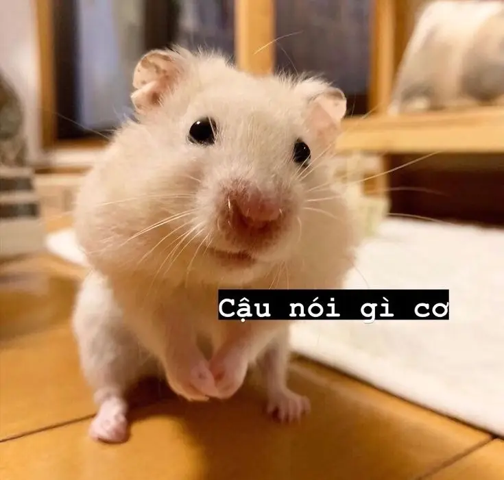 Hài hước meme chuột hamster: Những hình ảnh đáng yêu và thú vị 30