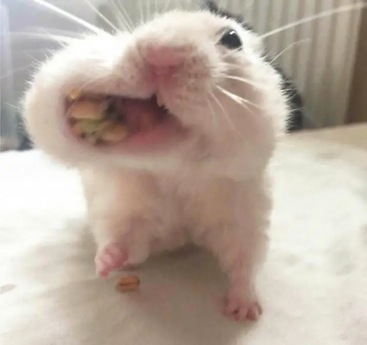 Hài hước meme chuột hamster: Những hình ảnh đáng yêu và thú vị 31