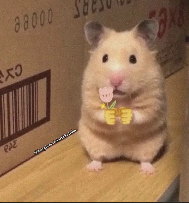 Hài hước meme chuột hamster: Những hình ảnh đáng yêu và thú vị 32