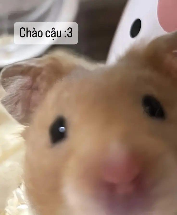 Hài hước meme chuột hamster: Những hình ảnh đáng yêu và thú vị 37