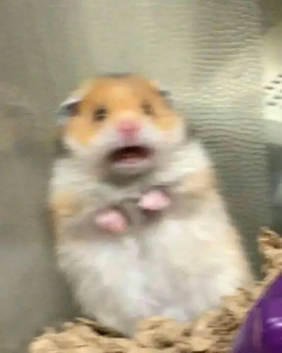 Hài hước meme chuột hamster: Những hình ảnh đáng yêu và thú vị 41