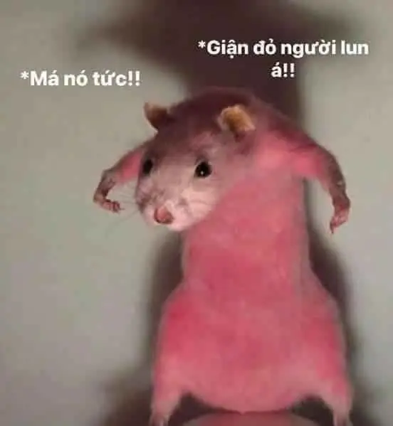 Hài hước meme chuột hamster: Những hình ảnh đáng yêu và thú vị 44