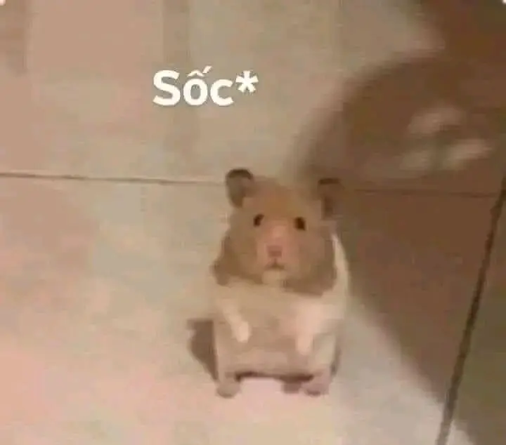 Hài hước meme chuột hamster: Những hình ảnh đáng yêu và thú vị 45