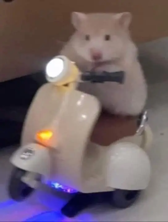 Hài hước meme chuột hamster: Những hình ảnh đáng yêu và thú vị 47