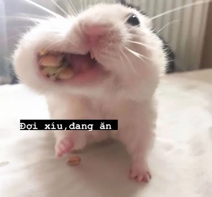 Hài hước meme chuột hamster: Những hình ảnh đáng yêu và thú vị 48