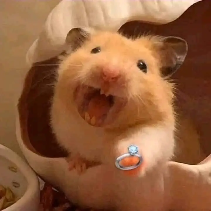 Hài hước meme chuột hamster: Những hình ảnh đáng yêu và thú vị 53