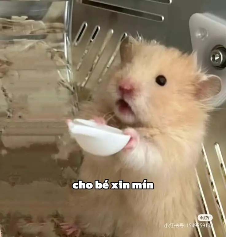 Hài hước meme chuột hamster: Những hình ảnh đáng yêu và thú vị 56